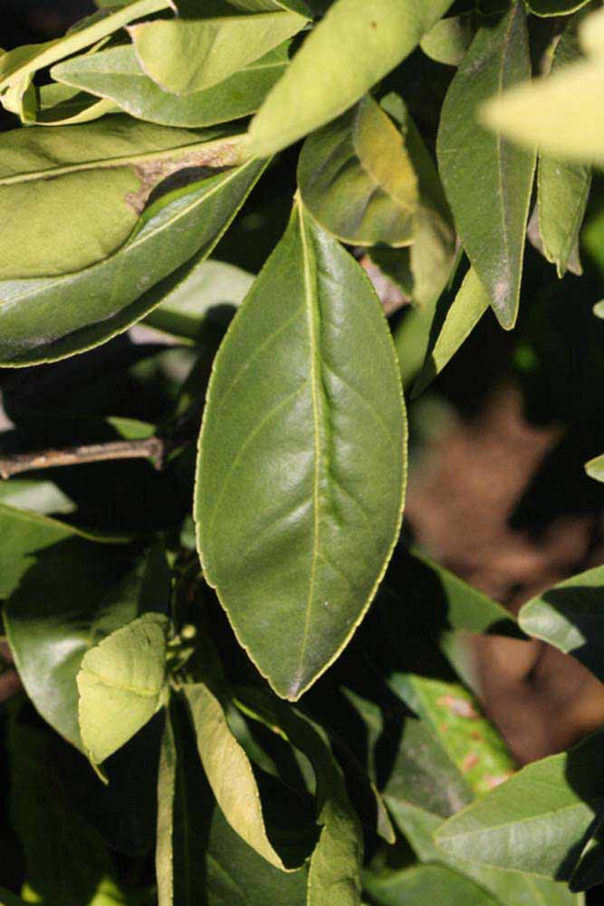            Unifoliolate leaf (Riverside, CA)   